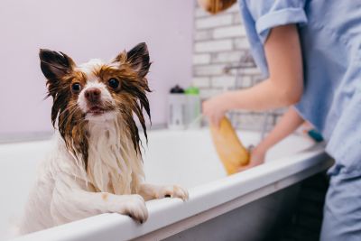 Pet Grooming and Pet Sitting Insurance in Tampa, FL by McFadden Insurance Services