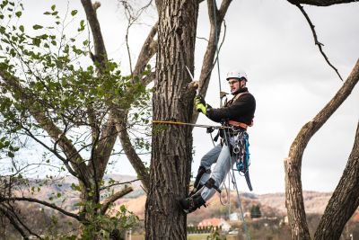 Tree Trimming Insurance in Tampa, FL by McFadden Insurance Services